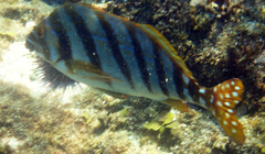 Goniistius zonatus