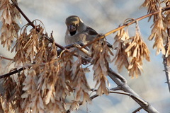 Coccothraustes coccothraustes