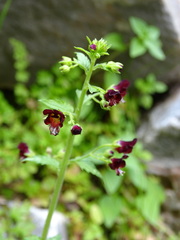 Scrophularia peregrina