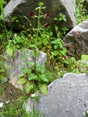 Scrophularia peregrina