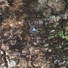 Toxorhynchites aurifluus