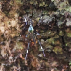 Toxorhynchites aurifluus