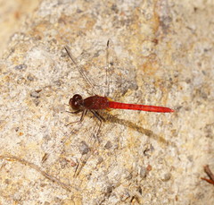 Nannodiplax rubra