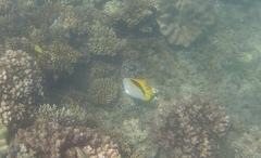 Chaetodon lineolatus