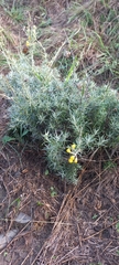 Helichrysum italicum