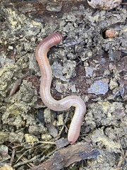 Lumbricus