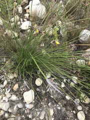 Bobartia