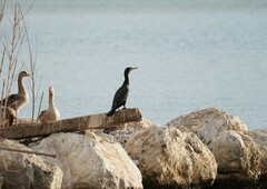 Phalacrocorax carbo