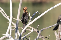 Anhinga rufa rufa