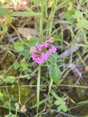 Centranthus
