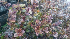 Gaultheria colensoi