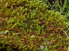 Polytrichum strictum
