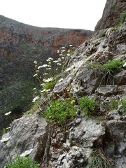 Anthemis chia