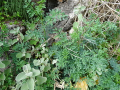 Pseudodictamnus acetabulosus