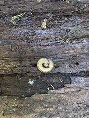 Cylindroiulus punctatus