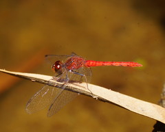 Nannodiplax rubra
