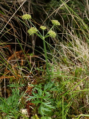 Angelica pyrenaea