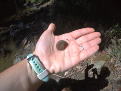 Pterocyclos tenuilabiatus