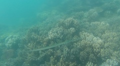 Fistularia commersonii