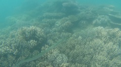 Fistularia commersonii