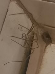 Euprosthenops