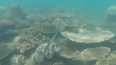 Fistularia commersonii