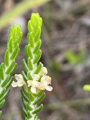 Passerina ericoides