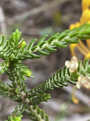 Passerina ericoides