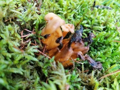 Craterellus tubaeformis