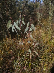 Eucalyptus sieberi