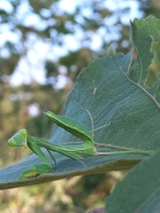Hierodula tenuidentata