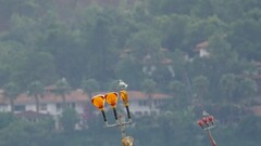 Thalasseus sandvicensis