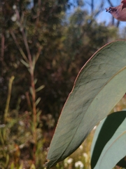 Eucalyptus sieberi