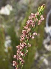 Erica curtophylla