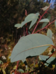 Eucalyptus sieberi