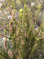 Erica curtophylla