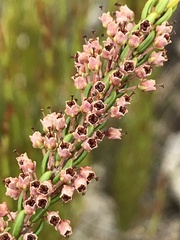 Erica curtophylla