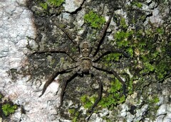 Heteropoda conwayensis
