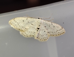 Idaea minuscularia