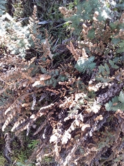 Cheilanthes eckloniana