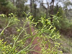 Senecio phelleus
