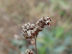 Limonium auriculae-ursifolium