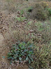 Limonium auriculae-ursifolium