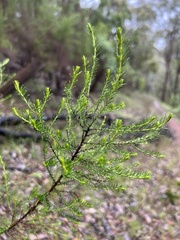 Cassinia sifton