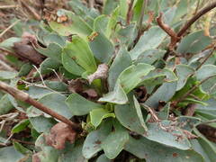 Limonium auriculae-ursifolium