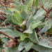 Broad-leaved Sea-Lavender - Photo (c) Sylvain Piry, some rights reserved (CC BY-NC), uploaded by Sylvain Piry