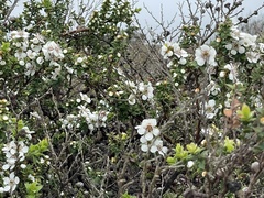 Leptospermum continentale