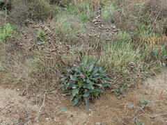 Limonium auriculae-ursifolium