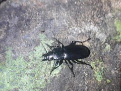 Plocamostethus planiusculus