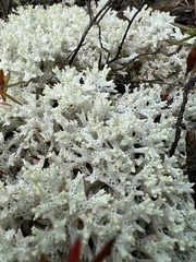 Pulchrocladia retipora